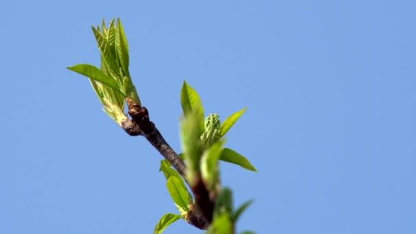 Ramo Albero Germogli Foglie Giovani Con Una Giornata Calda Contro — Video Stock