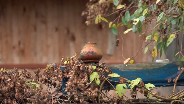 Les Pots Argile Sont Stockés Sur Une Clôture Bois Osier — Video