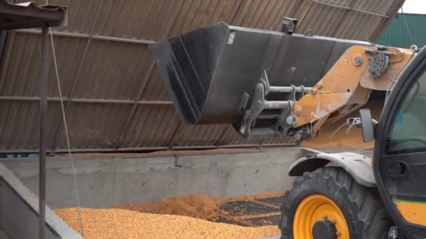 用工业装载机装运贮存的玉米种子进行烘干和贮存 — 图库视频影像