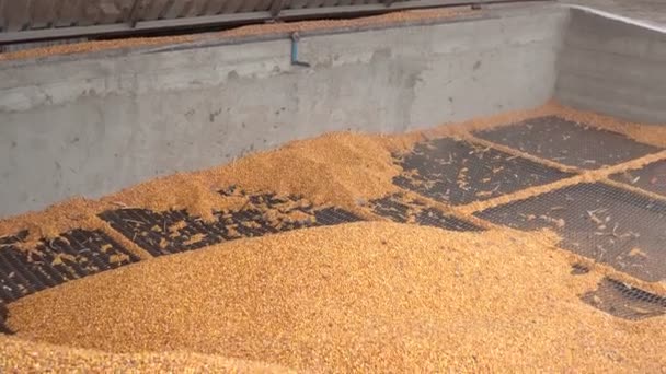 Verladen Von Maissaatgut Der Lagerung Mit Einem Industriellen Lader Zum — Stockvideo