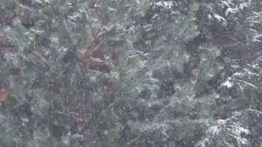 Çam ormanında şiddetli kar yağışı. Kışın çam ağaçlarının dallarına çok fazla kar yağar..