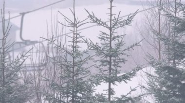 Çam ormanında şiddetli kar yağışı. Kışın çam ağaçlarının dallarına çok fazla kar yağar..