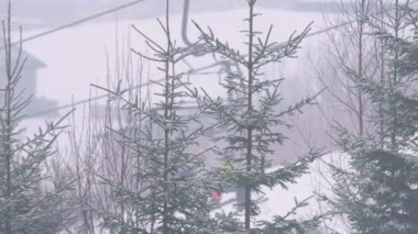 Çam ormanında şiddetli kar yağışı. Kışın çam ağaçlarının dallarına çok fazla kar yağar..