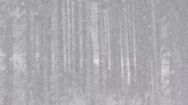 Βαριά Χιονόπτωση Πευκοδάσος Πολύ Χιόνι Πέφτει Στα Κλαδιά Των Πεύκων — Αρχείο Βίντεο