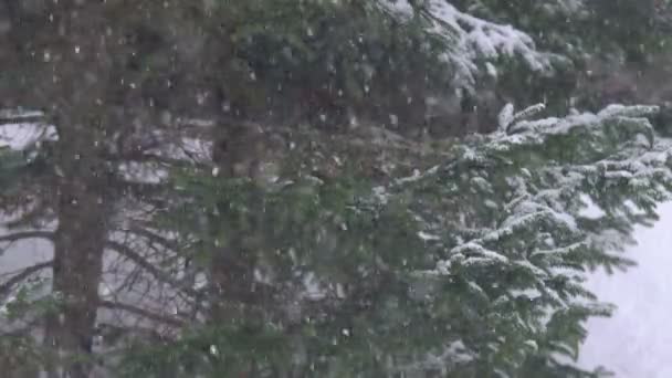 Fortes Chutes Neige Dans Une Forêt Pins Beaucoup Neige Épaisse — Video