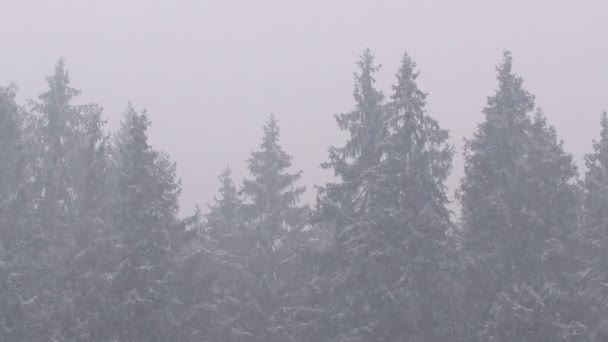 Сильні Снігопади Сосновому Лісі Багато Сильного Снігу Падає Гілки Соснових — стокове відео