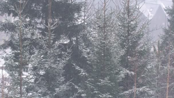 Kraftigt Snöfall Tallskog Hel Del Tung Snö Faller Grenar Tallar — Stockvideo