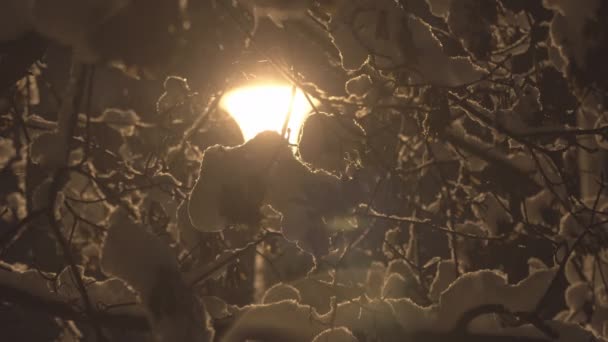 Utcai Lámpák Elalszanak Nagy Hóban Fényes Lámpafény Téli Város Havas — Stock videók