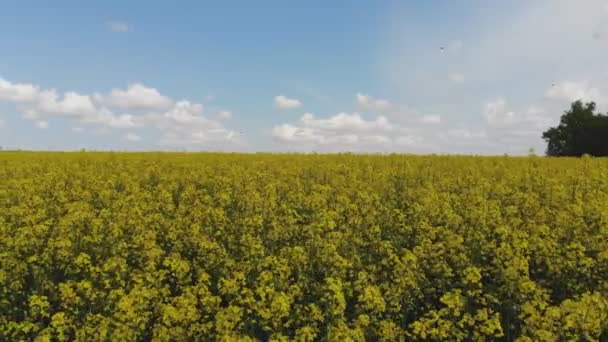 Vista Aérea Drone Del Campo Amarillo Canola Cosecha Florece Flores — Vídeos de Stock
