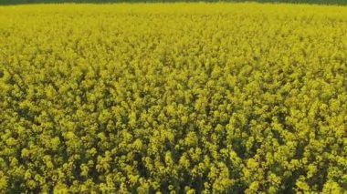 Sarı kanola sahasının hava aracı görüntüsü. Hasat sarı çiçek açar kanola yağı tohumu. Parlak sarı tecavüz şeritleriyle döşenmiş kırsal alan. Çiçek açan kolza tohumu tarlası. Tarım.