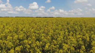 Sarı kanola sahasının hava aracı görüntüsü. Hasat sarı çiçek açar kanola yağı tohumu. Parlak sarı tecavüz şeritleriyle döşenmiş kırsal alan. Çiçek açan kolza tohumu tarlası. Tarım.