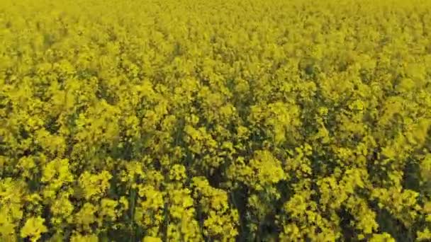 黄色の菜の花畑の空中ドローンビュー 収穫は黄色の花カノーラ油種子を咲かせます 明るい黄色の菜の花の多くのストリップで田園地帯が植えられました 菜の花畑が開花 — ストック動画