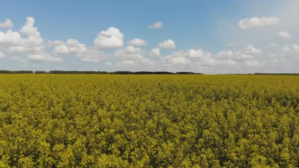 黄色の菜の花畑の空中ドローンビュー 収穫は黄色の花カノーラ油種子を咲かせます 明るい黄色の菜の花の多くのストリップで田園地帯が植えられました 菜の花畑が開花 — ストック動画