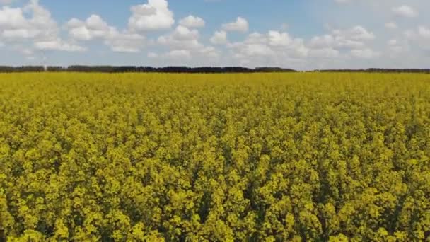 드론으로 옐로캐 필드를 수있다 수확하는 꽃에는 카놀라 레씨가 피운다 시골에는 — 비디오