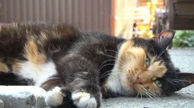 Neşeli, tüylü, güzel bir kedi özel bir evin bahçesinde dinleniyor.