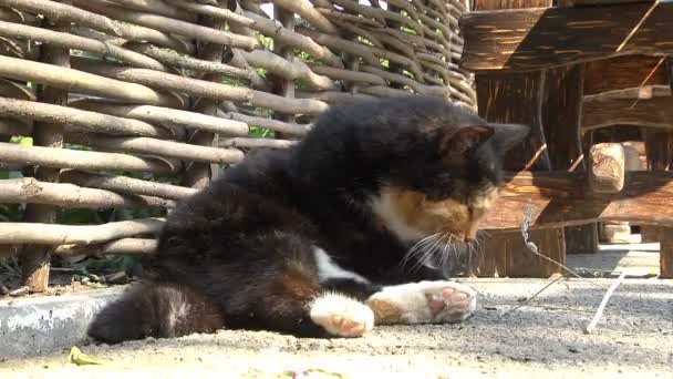 Een Mooie Pluizige Kat Met Een Vrolijk Humeur Rust Uit — Stockvideo