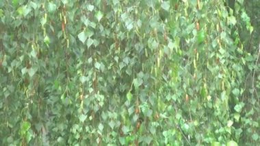 Huş ağacının arka planında. Bir huş ağacının dalları sallanır hafif bir rüzgar yeşil yaprakları sallar