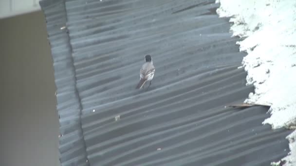 L'oiseau tient dans son bec le matériau nécessaire à la construction du nid. Il choisit un lieu pour le lieu ultérieur de la postérité .