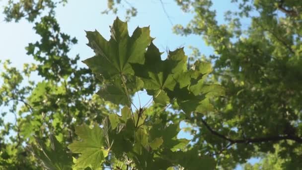 Beweging Langs Het Bos Met Herfstbladeren Verlicht Door Zonsopgang Een — Stockvideo