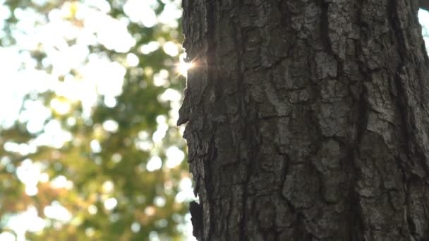 Los Rayos Del Sol Brillan Través Superficie Corteza Árbol Viejo — Vídeos de Stock