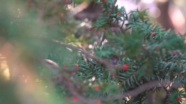 Oiseau Assis Sur Une Branche Mangeant Des Baies Rouges — Video