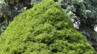 Ağın dalları arasında örülmüş bir örümcek. Odağı ağaçtan örümceğe taşı