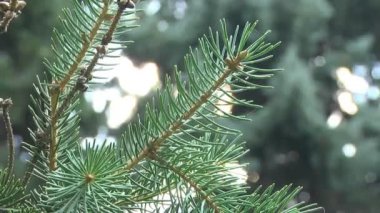 Ağın dalları arasında örülmüş bir örümcek. Odağı ağaçtan örümceğe taşı