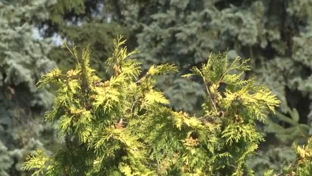 Une Araignée Dans Une Toile Tissée Entre Les Branches Arbres — Video