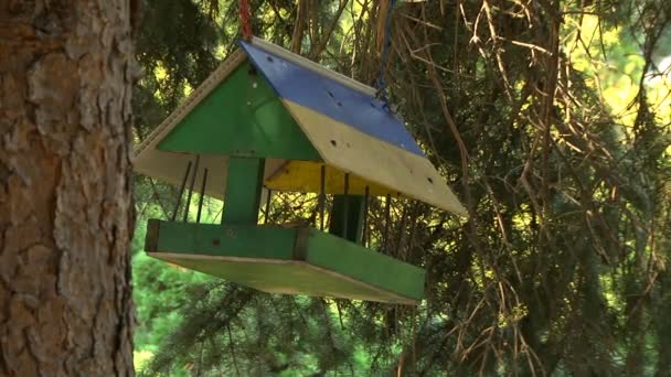 森林里的鸟楼喂鸟器 公园里的鸟之家 空嵌套框 — 图库视频影像