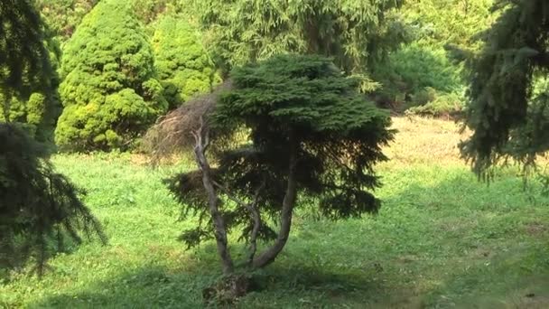 Spindel Ett Nät Vävt Mellan Trädgrenar Flytta Fokus Från Träd — Stockvideo