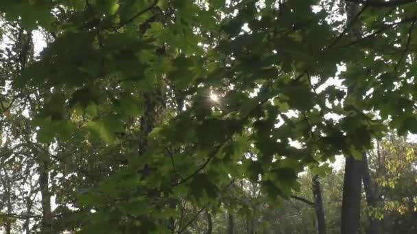 Les Beaux Rayons Soleil Éclat Soleil Travers Les Arbres Soleil — Video