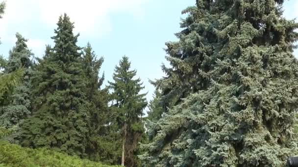 Une Araignée Dans Une Toile Tissée Entre Les Branches Arbres — Video