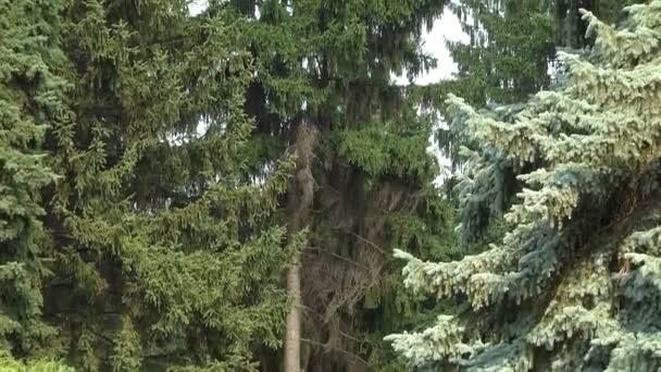 Une Araignée Dans Une Toile Tissée Entre Les Branches Arbres — Video