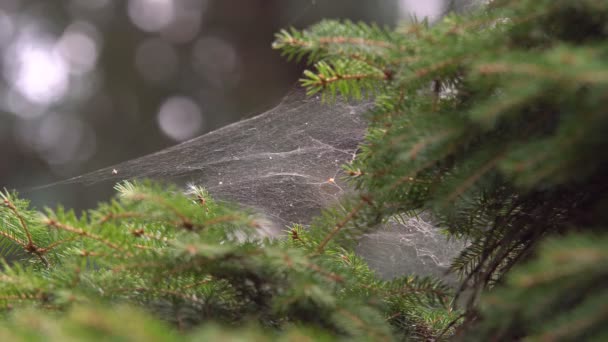 Spindel Ett Nät Vävt Mellan Trädgrenar Flytta Fokus Från Träd — Stockvideo