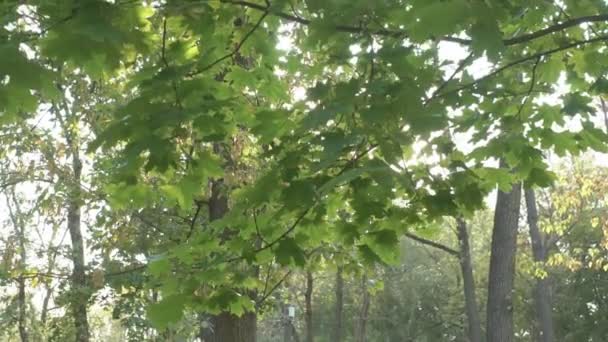 美丽的太阳光和太阳在树梢上闪耀 阳光在树叶上闪耀 — 图库视频影像
