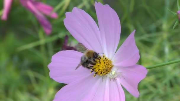 Пчела Собирает Нектар Пыльцу Бурый Цветок — стоковое видео