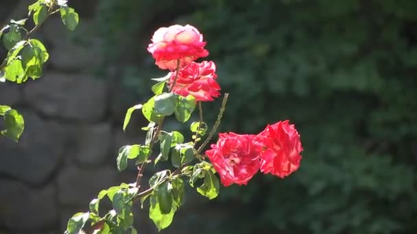 庭で成長している赤いバラの花束 夏の庭に赤いバラの花 ブッシュに咲くバラの美しい花 バラの花束を準備 — ストック動画