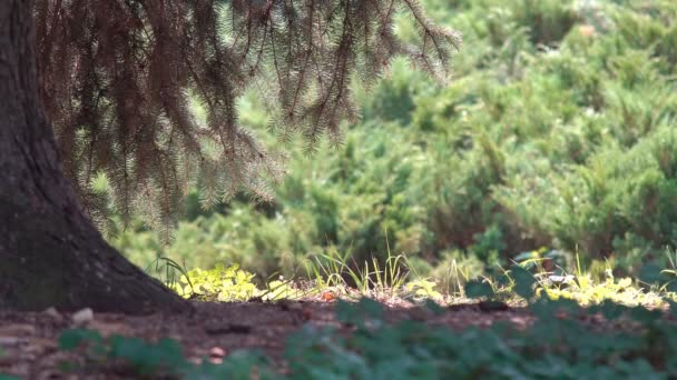 Paysage Vieux Parc Partie Inférieure Tronc Vieil Arbre Sur Fond — Video