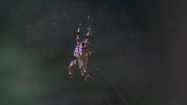 蜘蛛在树枝间编织的蜘蛛网中的蜘蛛 把注意力从树上移到蜘蛛身上 — 图库视频影像