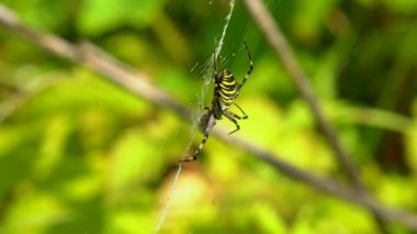 Ağın dalları arasında örülmüş bir örümcek. Odağı ağaçtan örümceğe taşı
