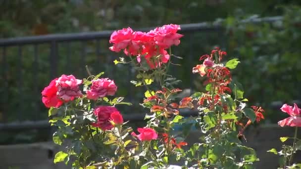 Strauß Roter Rosen Die Garten Wachsen Rote Rosen Blühen Sommergarten — Stockvideo