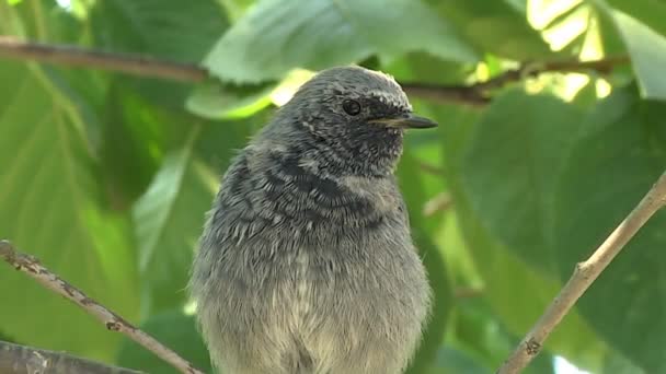 Paloma Duelo Pájaro Sentado Rama Roble Durante Invierno Primer Plano — Vídeos de Stock