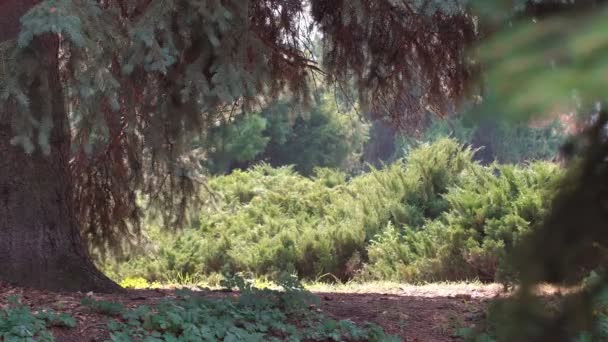 공원의 풍경입니다 어린나무의 줄기의 아래쪽 부분은 잎으로 지면에 식물들의 과맞닿아 — 비디오