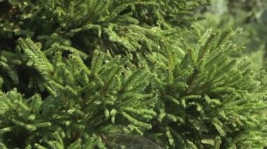 Ağın dalları arasında örülmüş bir örümcek. Odağı ağaçtan örümceğe taşı