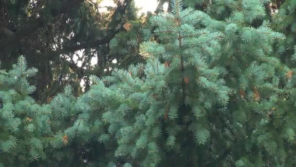 Una Araña Una Tela Tejida Entre Ramas Árboles Mover Enfoque — Vídeo de stock