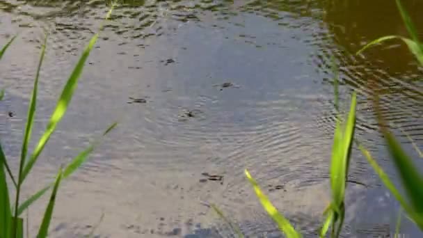 緑の葦の茂みの間の川の表面に水のストライダーが浮かんでいます — ストック動画