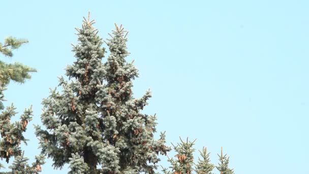 Une Araignée Dans Une Toile Tissée Entre Les Branches Arbres — Video