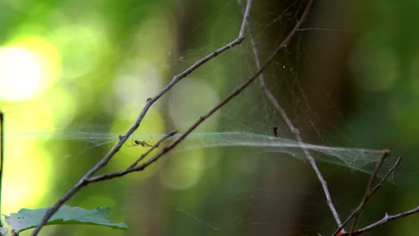Une araignée dans une toile tissée entre les branches d'arbres. Passer de l'arbre à l'araignée 