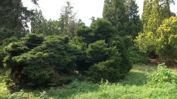 Une Araignée Dans Une Toile Tissée Entre Les Branches Arbres — Video