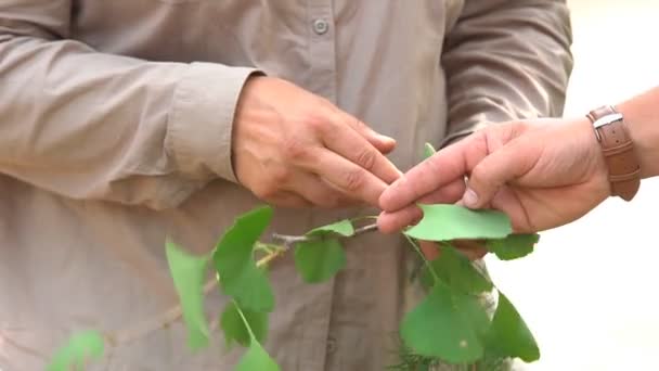 Hombre Sostiene Una Planta Con Hojas Verdes Sus Manos Discute — Vídeo de stock